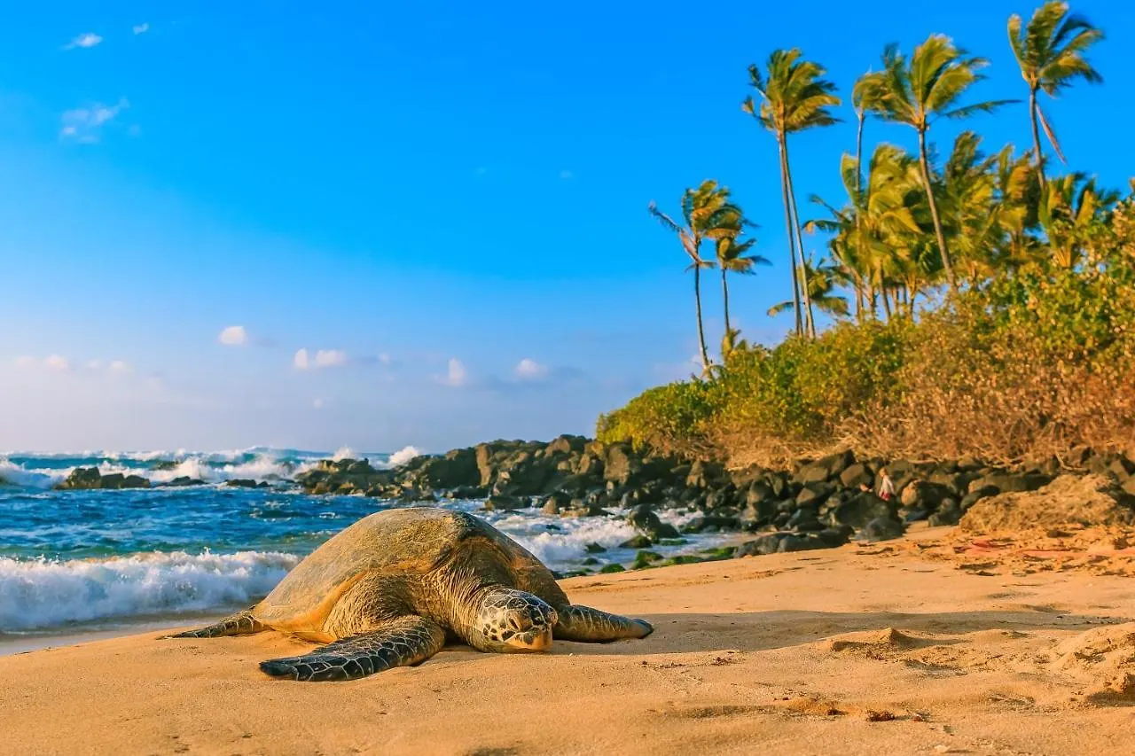 Hawaiian Monarch 1607 Condo Χονολουλού 0*,